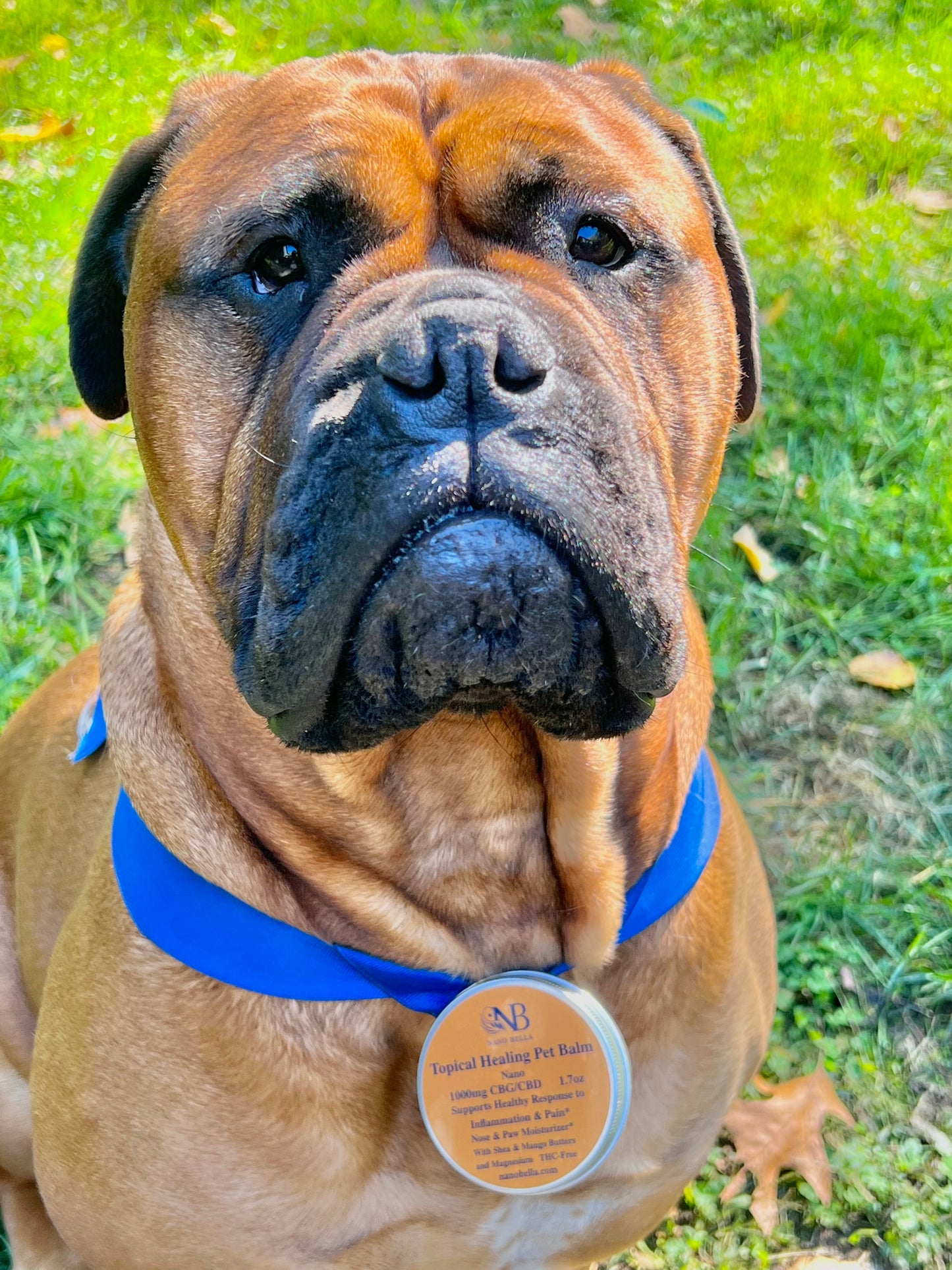 CBG Pet Balm