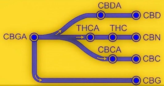 CBG (Cannabigerol): A Practical Explanation, the Use of Cannabinoid Isolates, and the Ramifications of Nanoemulsification - Nano Bella