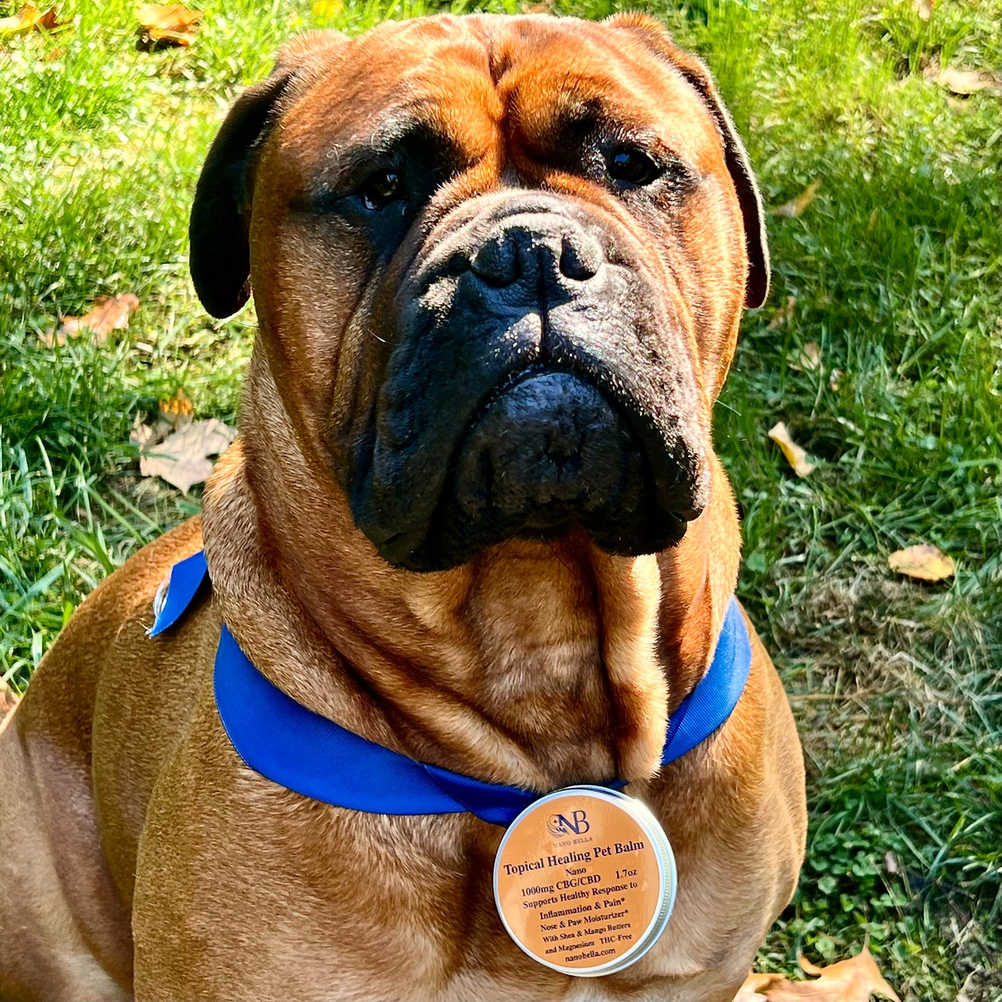CBG Pet Balm