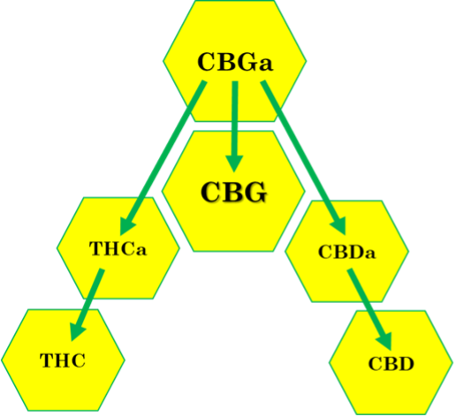 life course of cannabinoids CBGa CBG cannabigerol mother of all cannabinoids