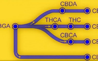 CBG (Cannabigerol): A Practical Explanation,  the Use of Cannabinoid Isolates, and the Ramifications of Nanoemulsification