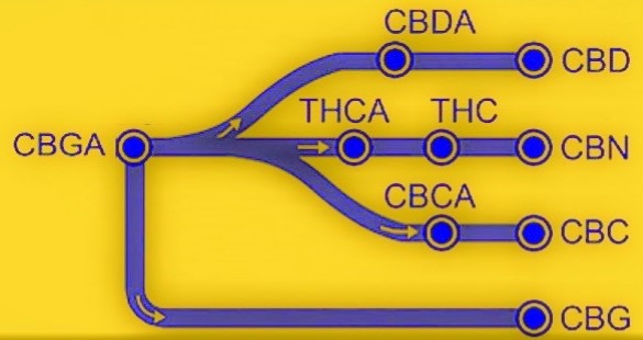 CBG (Cannabigerol): A Practical Explanation,  the Use of Cannabinoid Isolates, and the Ramifications of Nanoemulsification