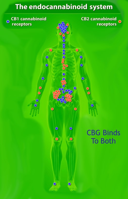 endocannabinoid system cbg cannabigerol cb1 receptor cb2 receptor